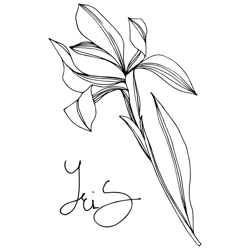 Iris květinové botanické květiny. Černé a bílé ryté inkoustem. Izolovaný prvek – izolovaná kosatce. - Vektor, obrázek