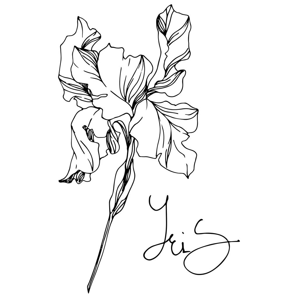 Íris flores botânicas florais. Tinta gravada a preto e branco. íris isoladas elemento ilustrativo
. - Vetor, Imagem