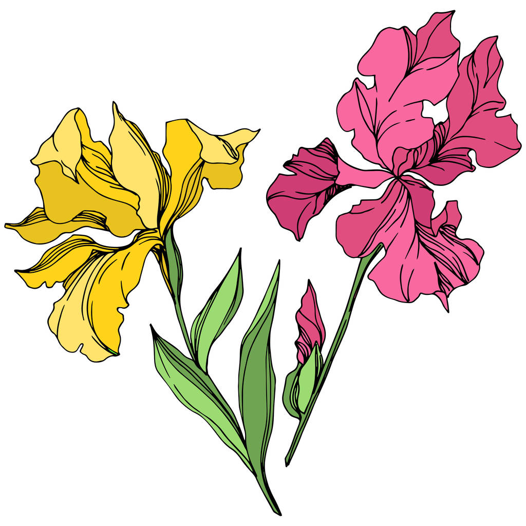 Iris kwiatowe kwiaty botaniczne. Czarno-biała grawerowana sztuka atramentu. Wyizolowany irysses ilustracji element. - Wektor, obraz