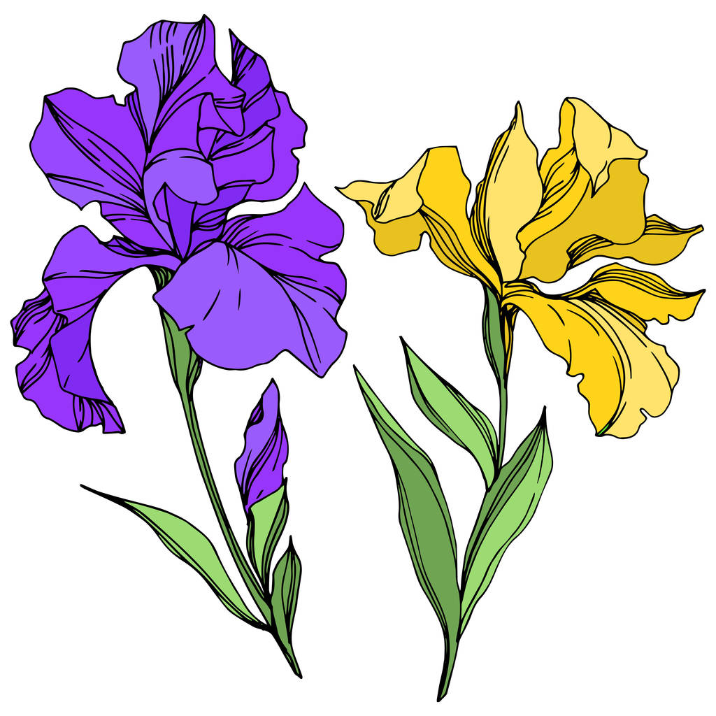 Iris kukka kasvitieteellinen kukkia. Musta ja valkoinen kaiverrettu muste taidetta. Eristetyt iirikset havainnollistava elementti
. - Vektori, kuva