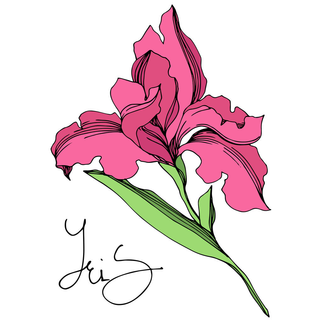 Iris çiçek botanik çiçekleri. Siyah ve beyaz oyulmuş mürekkep sanatı. Yalıtılmış irises illüstrasyon elemanı. - Vektör, Görsel