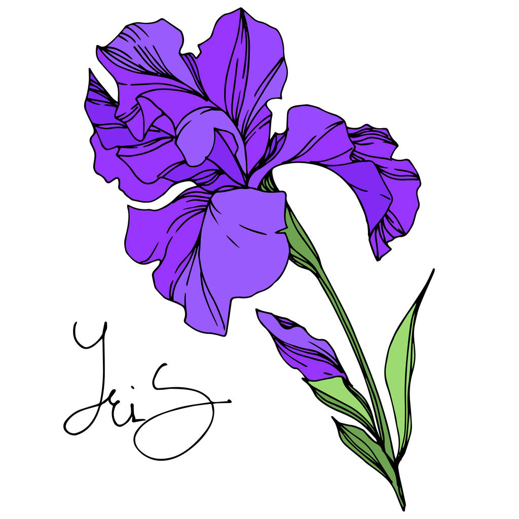Iris flores botánicas florales. Tinta grabada en blanco y negro. Elemento ilustrativo de iris aislado
. - Vector, imagen