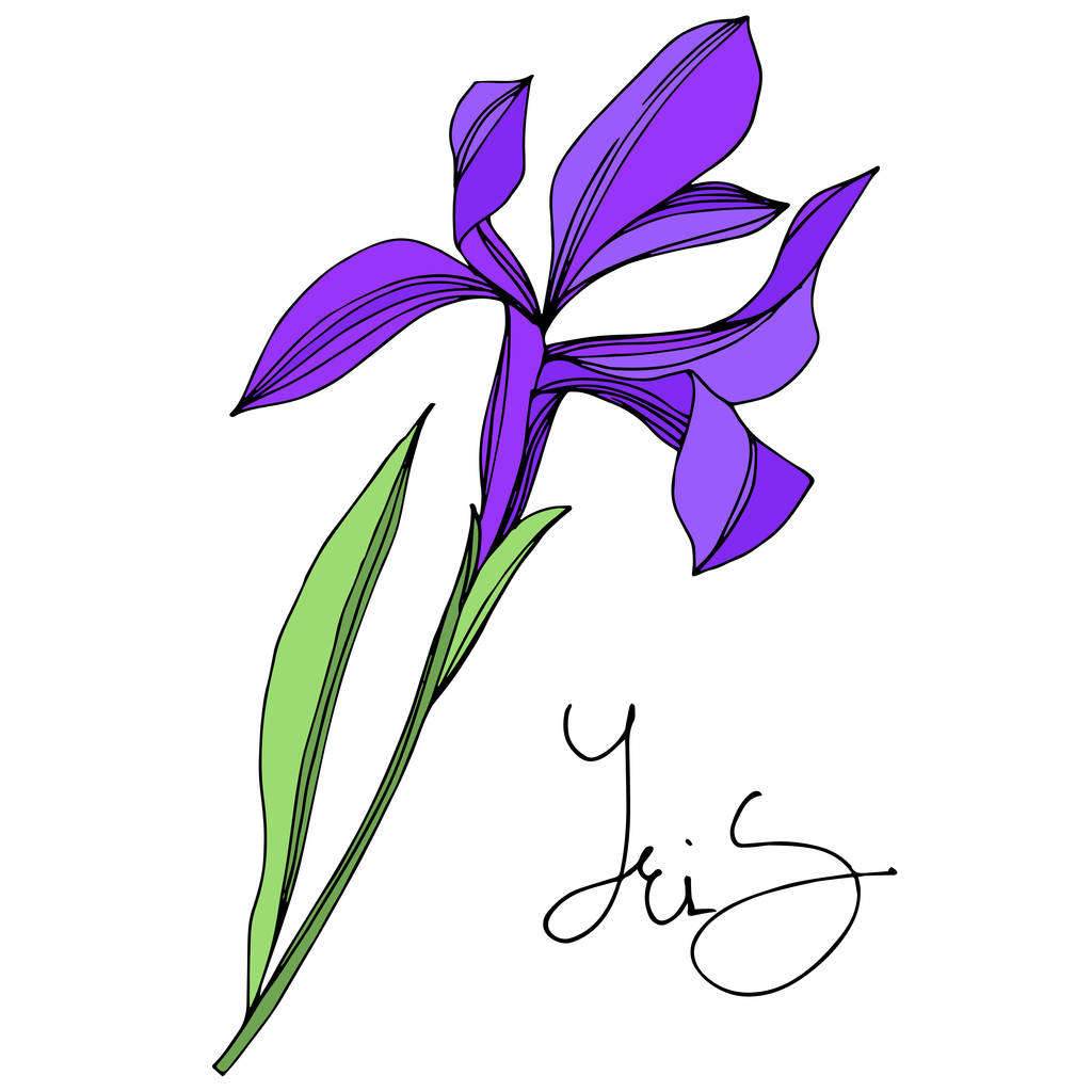 Iris flores botánicas florales. Tinta grabada en blanco y negro. Elemento ilustrativo de iris aislado
. - Vector, Imagen