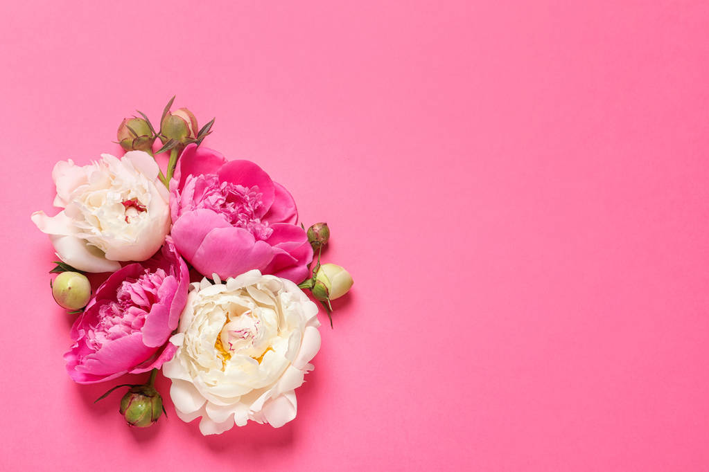 Beautiful peonies on color background, flat lay with space for text - Photo, Image