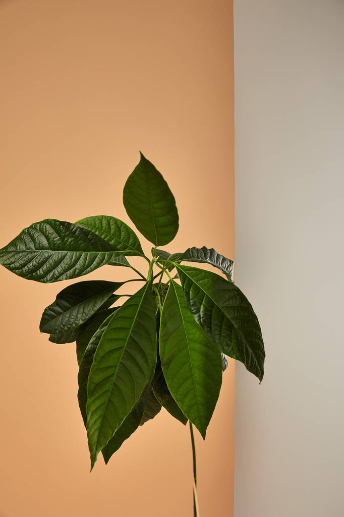zielone liście za matowym szkłem na beżowym tle - Zdjęcie, obraz