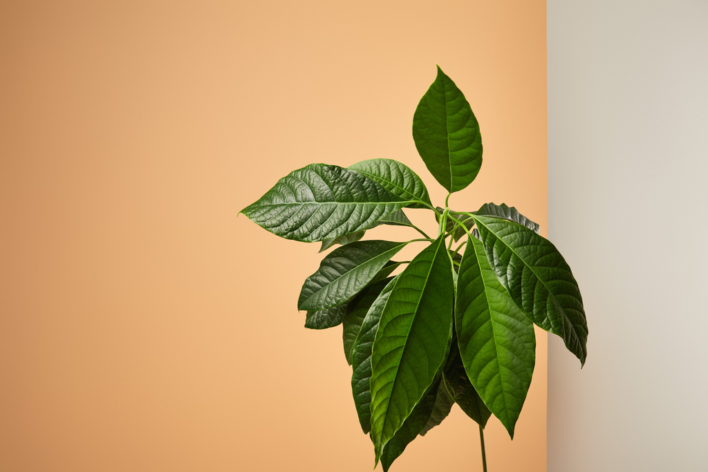avocado boom laat achter mat glas geïsoleerd op beige - Foto, afbeelding
