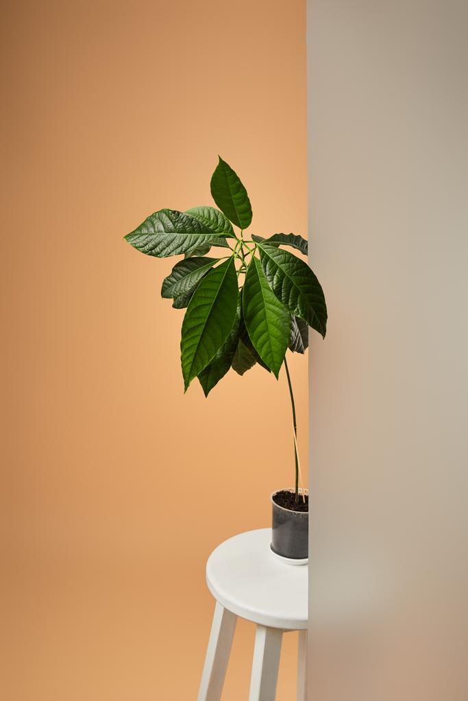 avocado tree in pot on white bar stool behind matt glass on beige - Photo, Image