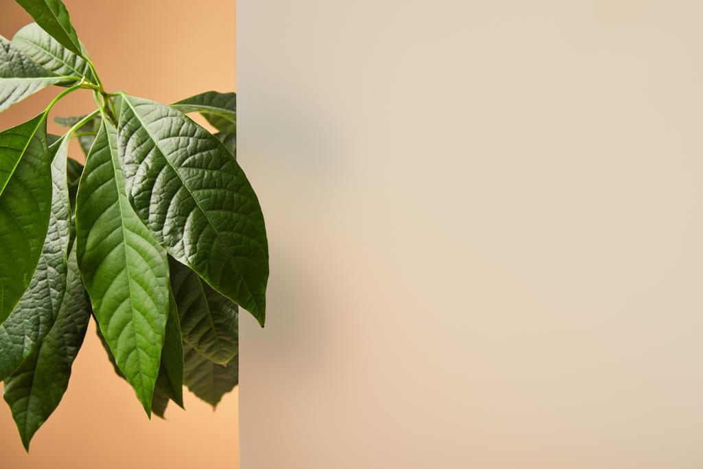 hojas de planta cerca de vidrio mate aislado en beige
 - Foto, Imagen