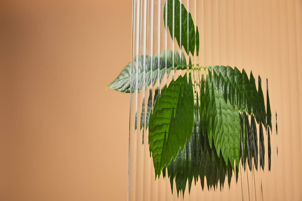 green leaves of avocado tree behind reed glass isolated on beige - Photo, Image