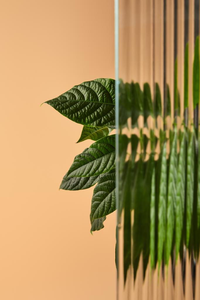 hojas grandes de la planta detrás del vidrio de caña aislado en beige
 - Foto, imagen