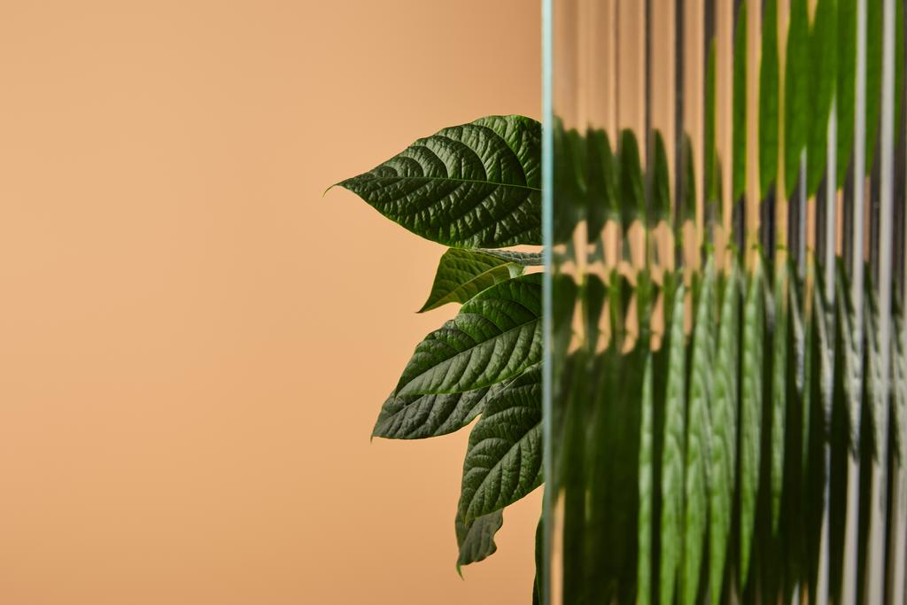 листя в тіні за склом на тростині ізольовані на бежевому
 - Фото, зображення