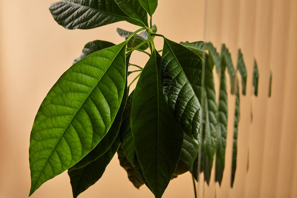 близкий вид зеленых листьев дерева авокадо за камышовым стеклом, изолированным на бежевом
 - Фото, изображение