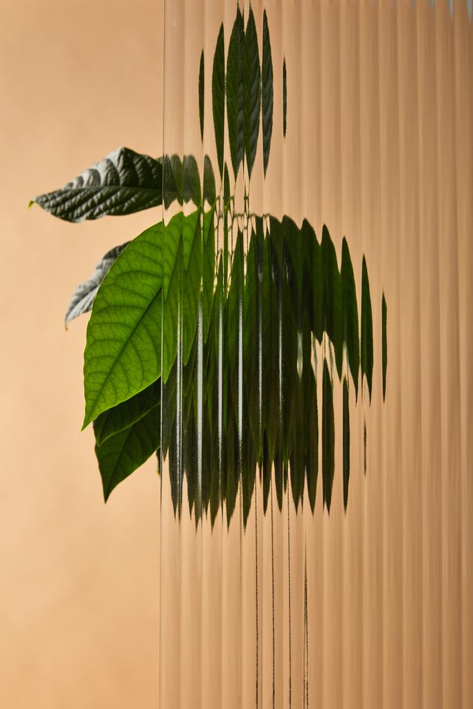 listy avokádové stromové struktury za sklem izolovanými na béžové - Fotografie, Obrázek