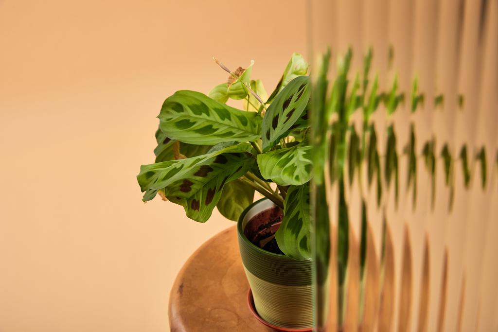 リードガラスの後ろのベージュに隔離された木製のスツール上の植木鉢の植物の選択的な焦点  - 写真・画像