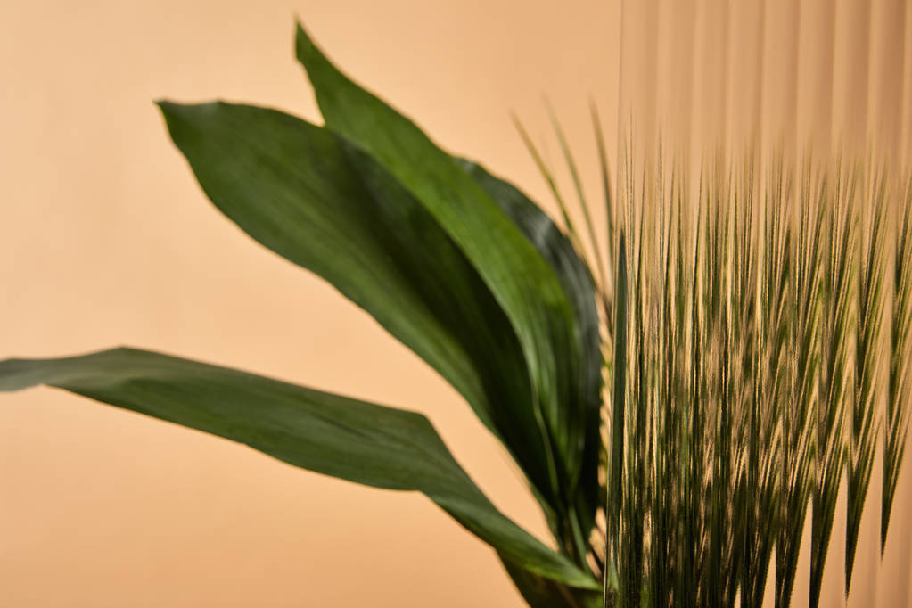селективный фокус камышового стекла перед большими зелеными листьями, изолированными на бежевом
 - Фото, изображение