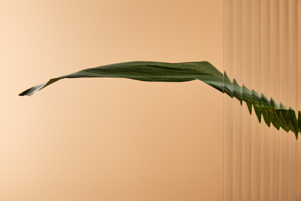 one big green leaf isolated on beige behind reed glass  - Photo, Image