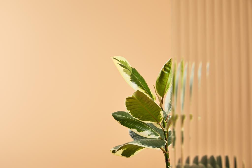 selektivní zaměření rostlina je izolovaná na béžovém pozadí s rákosovým sklem  - Fotografie, Obrázek