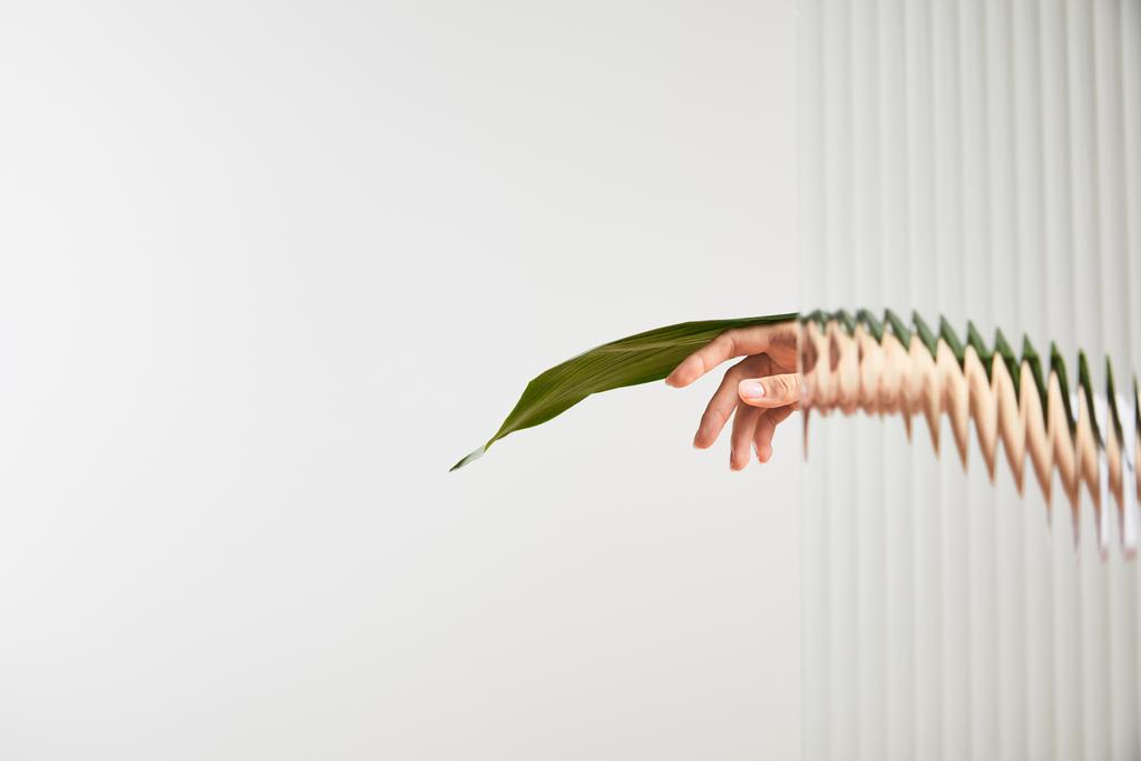 cropped view of woman holding green leaf on white background behind reed glass  - Photo, Image