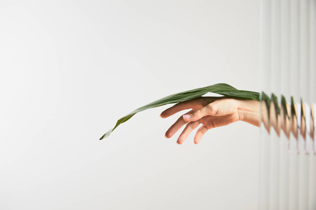 cropped view of woman holding green leaf on white behind reed glass  - Photo, Image
