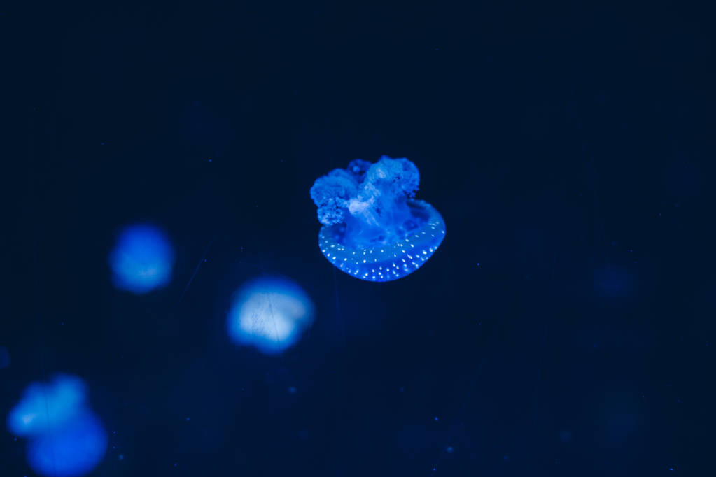 люминесцентная группа медуз, плавающих на дне моря. желатиновые формы
 - Фото, изображение
