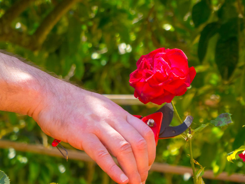 main utilisant un cisaillement dans un jardin
 - Photo, image