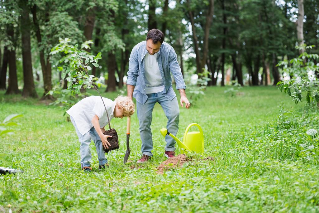 son planting seedling in ground near father in park - Photo, Image