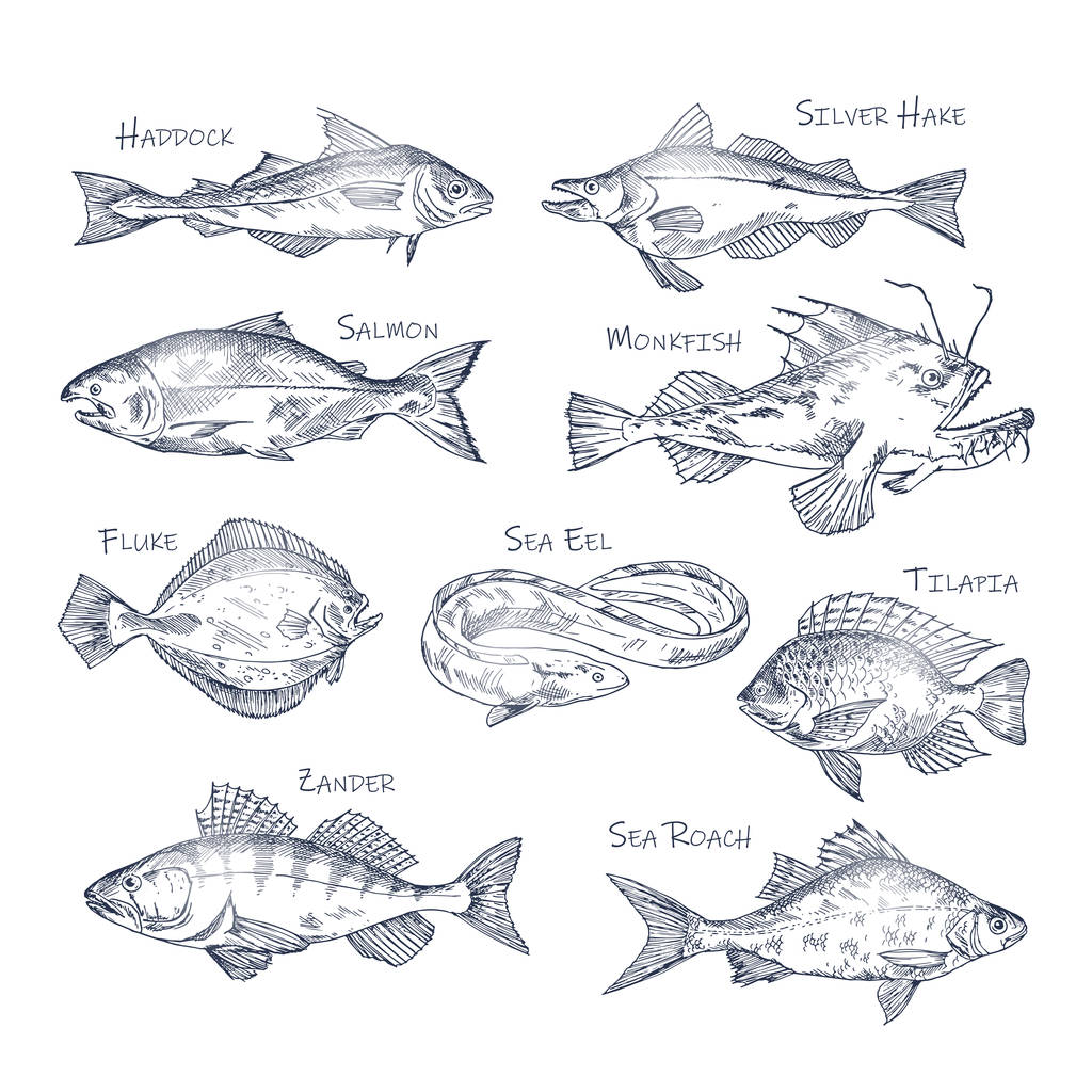 Набір ізольованих ескізів річкової та океанічної риби
 - Вектор, зображення