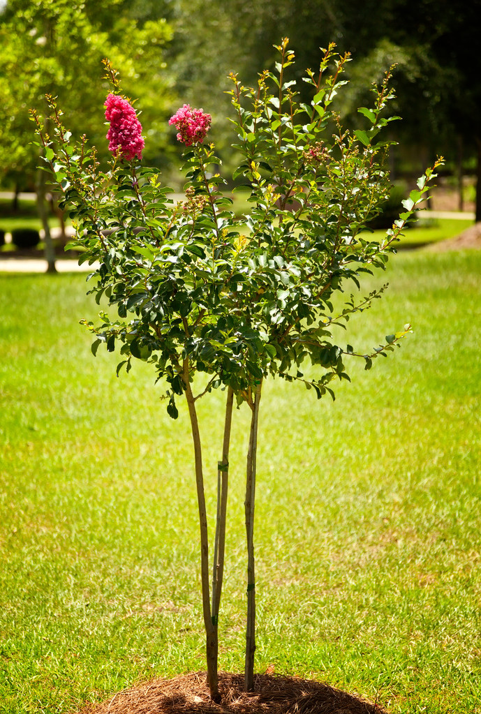 Krep Mersin ağacı - Fotoğraf, Görsel