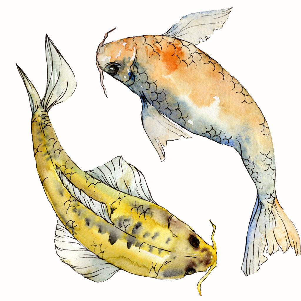 水彩水生水中カラフルな熱帯魚セット。中の紅海とエキゾチックな魚:金魚孤立. - 写真・画像