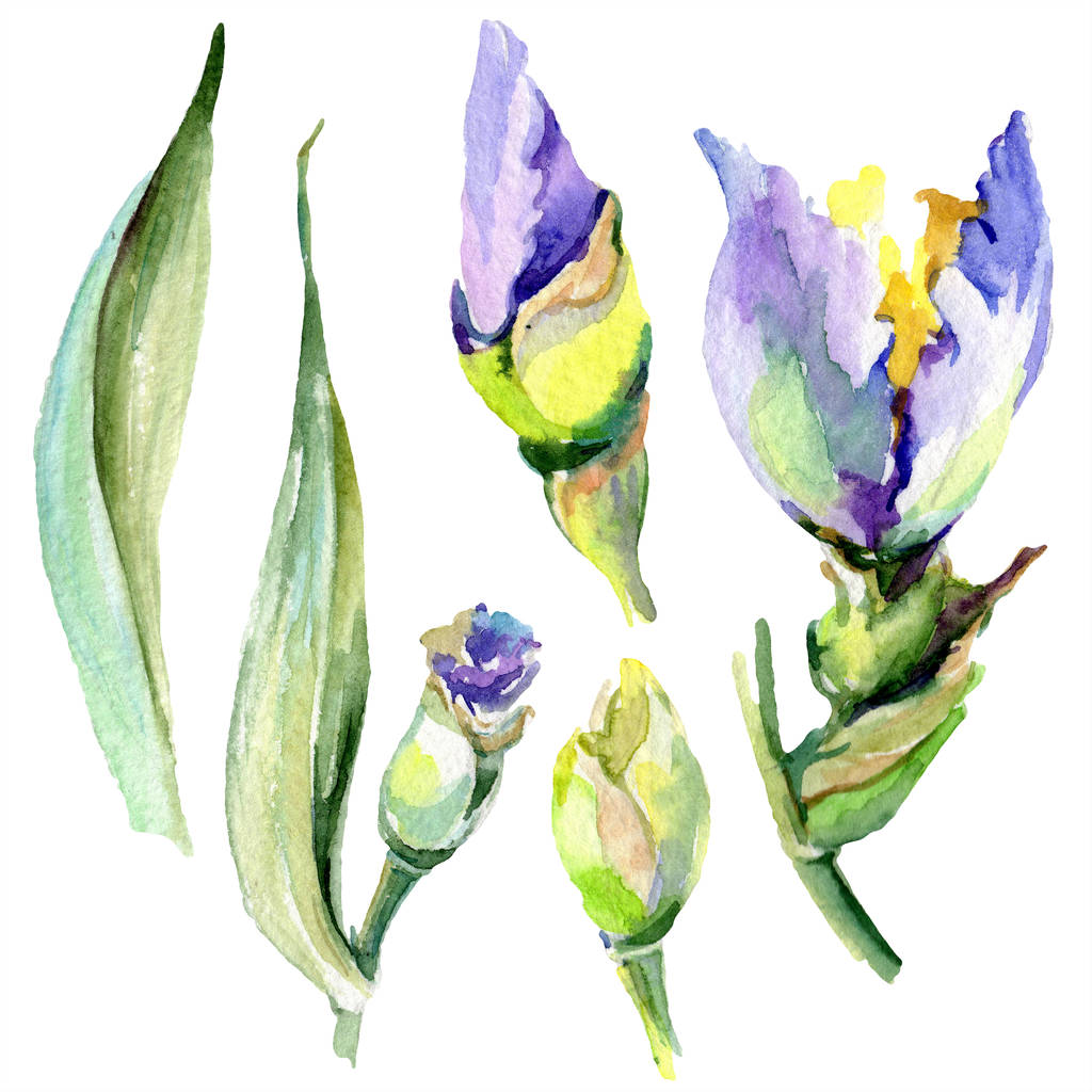 Flor de iris amarillo púrpura. Conjunto de fondo acuarela. acuarela dibujo acuarela. Elemento de ilustración de iris aislado
. - Foto, imagen