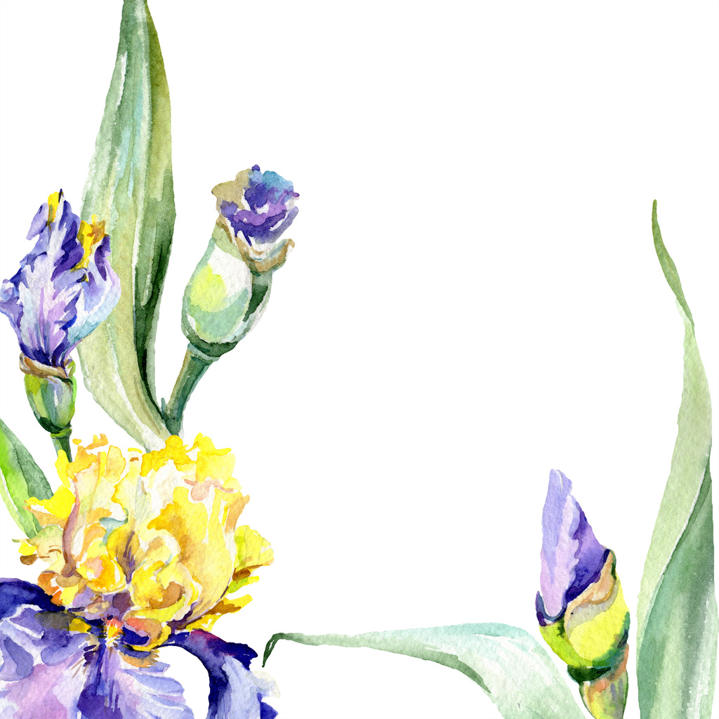 紫黄色のアイリス 花の植物の花 野生の春の葉の野生の花が孤立しました 水彩背景イラストセット 水彩画ファッションアクアレル孤立 ロイヤリティフリー写真 画像素材