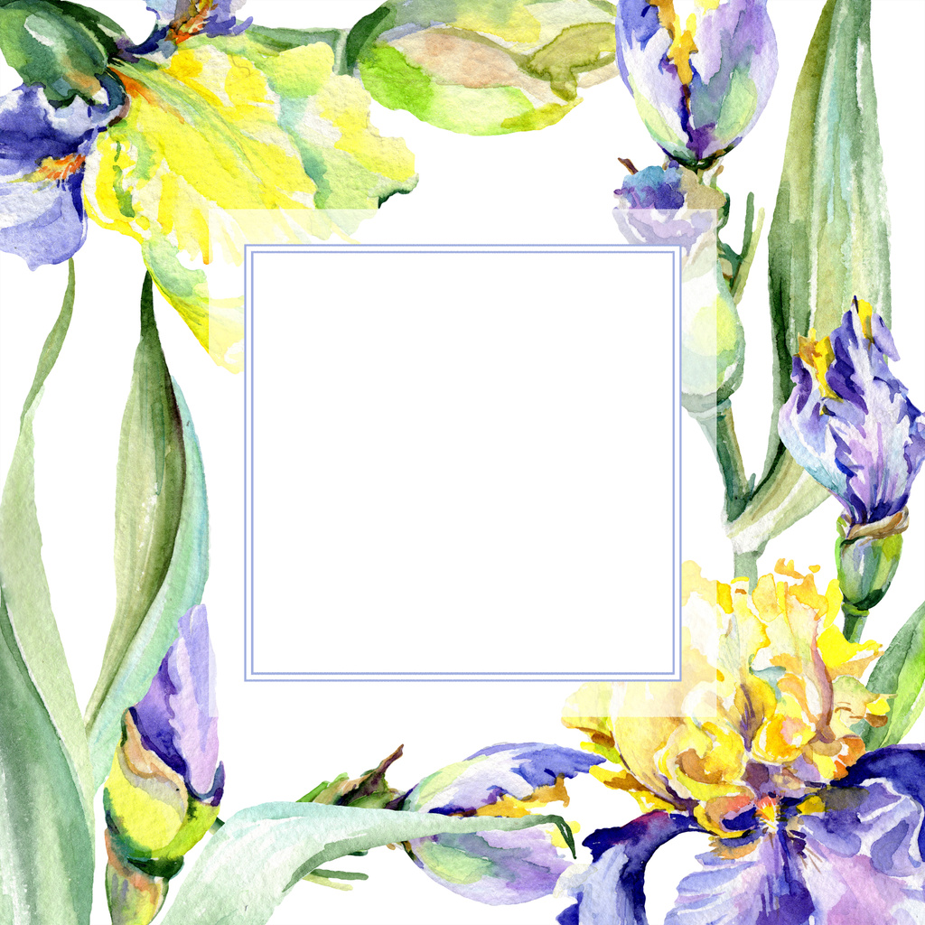 Fleur d'iris jaune pourpre. Ensemble d'illustration de fond aquarelle. Aquarelle dessin aquarelle. Cadre bordure carré
. - Photo, image