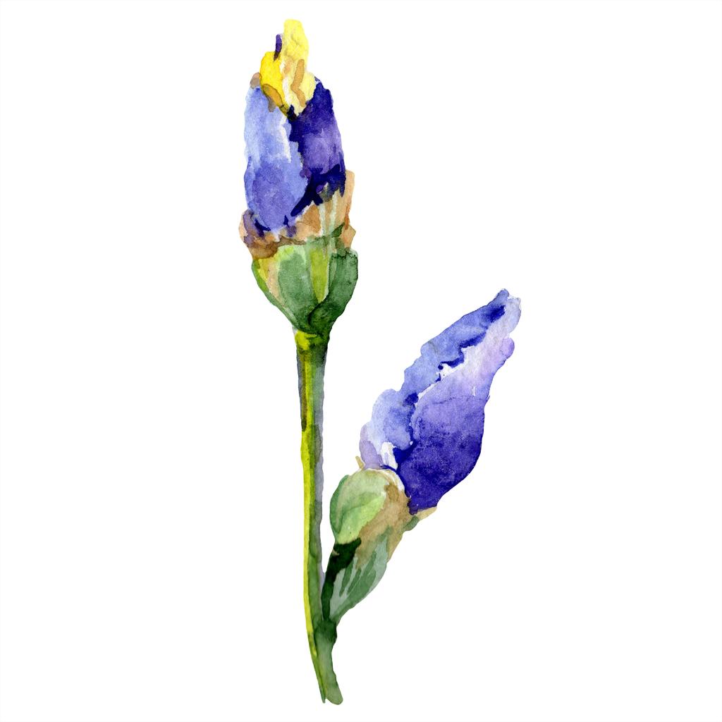 Foto e imagen de stock sin royalties de Iris Amarillo Púrpura. Flor  Botánica Floral. Flor