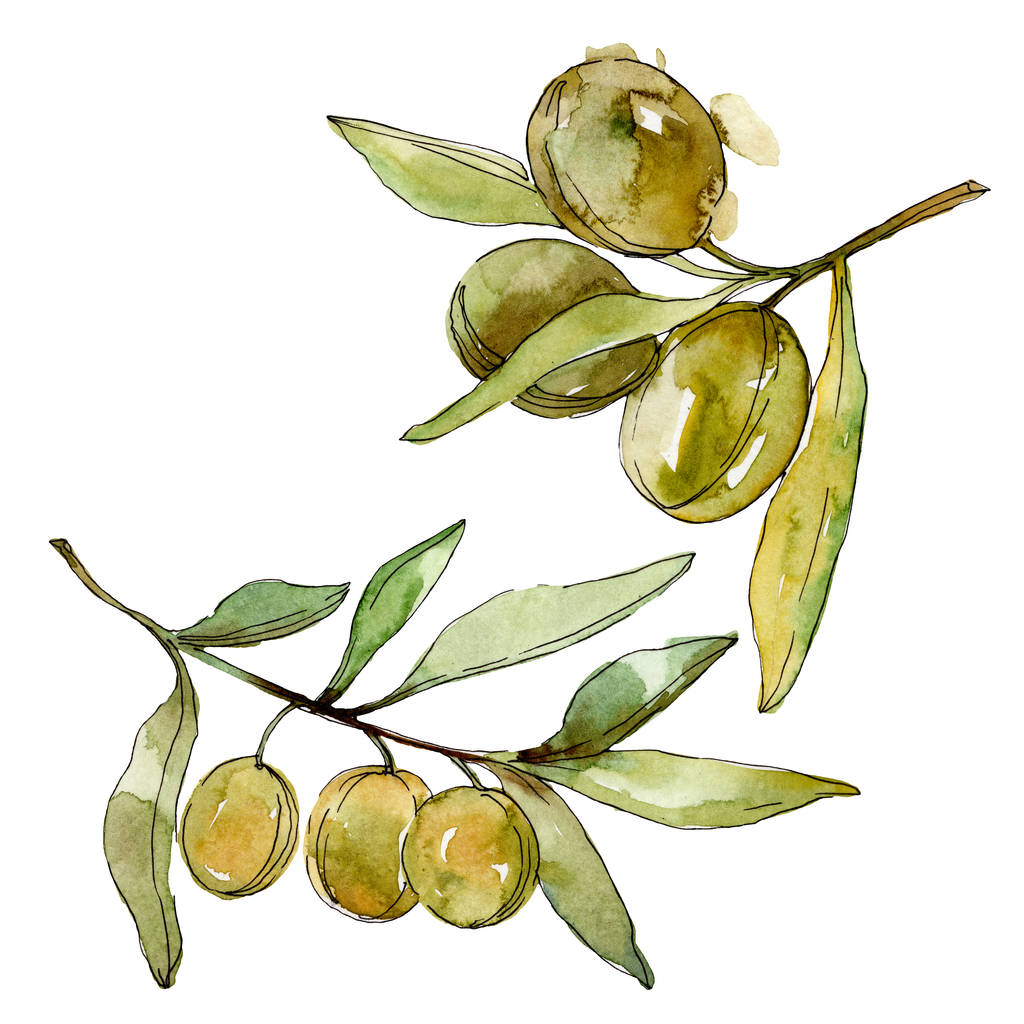 Zelené Oliva, vodní barva pozadí. Akvarel s vodním zbarvením. Zelený listový ilustrace izolované olivy. - Fotografie, Obrázek