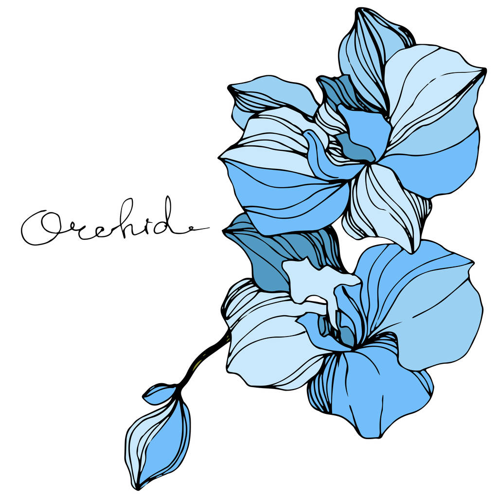 Vektori Sininen orkidea. Kukka kasvitieteellinen kukka. Kaiverrettua mustetaidetta. Erillinen orkidea-kuvituselementti
. - Vektori, kuva