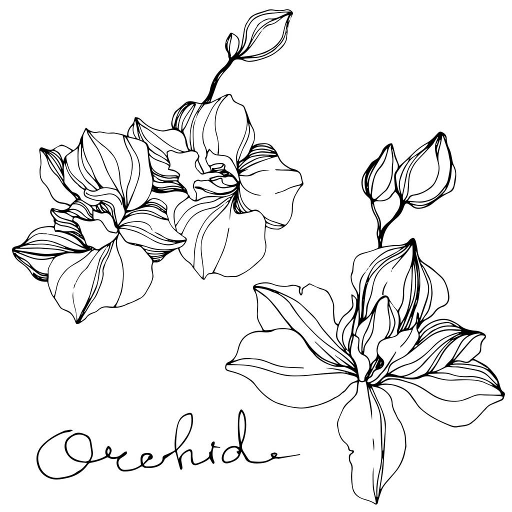 Vector Orchid kwiatowy kwiat botaniczny. Czarno-biała grawerowana sztuka atramentu. Element ilustracji na białym tle Orchidea. - Wektor, obraz