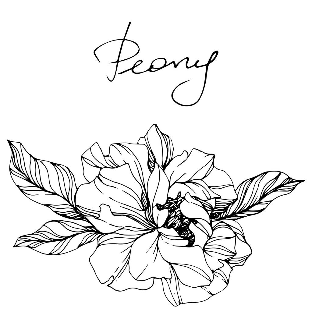 Vector Peony kwiatowy kwiat botaniczny. Czarno-biała grawerowana sztuka atramentu. Izolowane piwonii element ilustracji. - Wektor, obraz