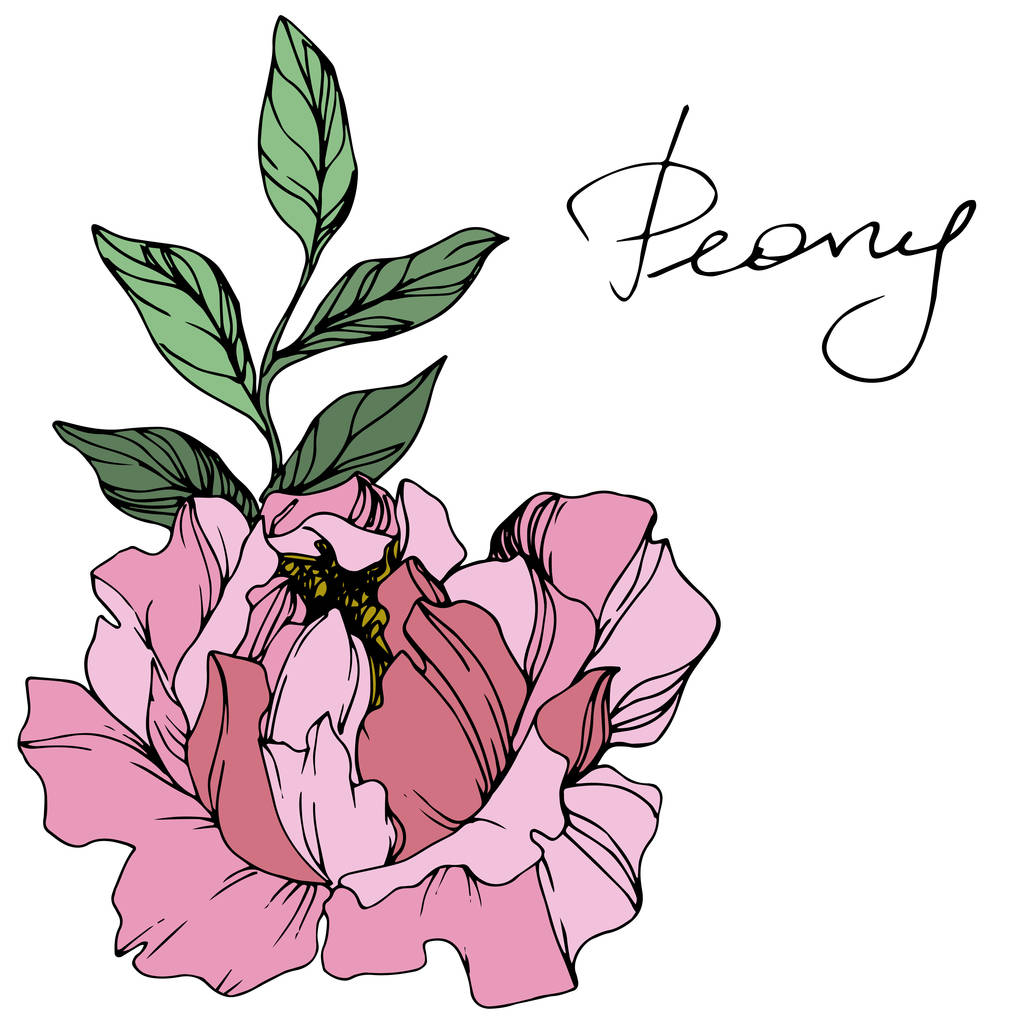 ベクトルピンクのピオニー。花の植物の花。インクアートを彫刻。孤立したピオニーイラスト要素. - ベクター画像