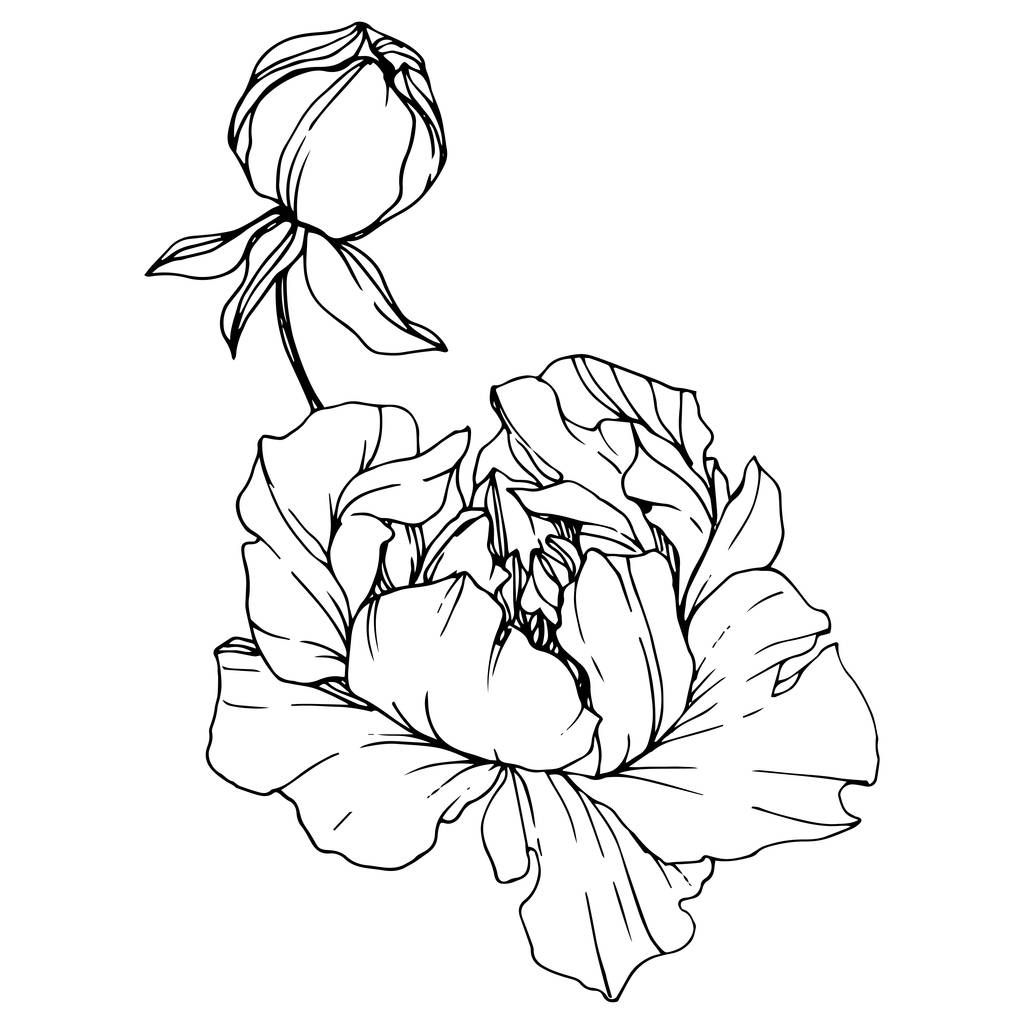 Vektor-Pfingstrose florale botanische Blume. Schwarz-weiß gestochene Tuschekunst. isolierte Pfingstrose Illustrationselement. - Vektor, Bild