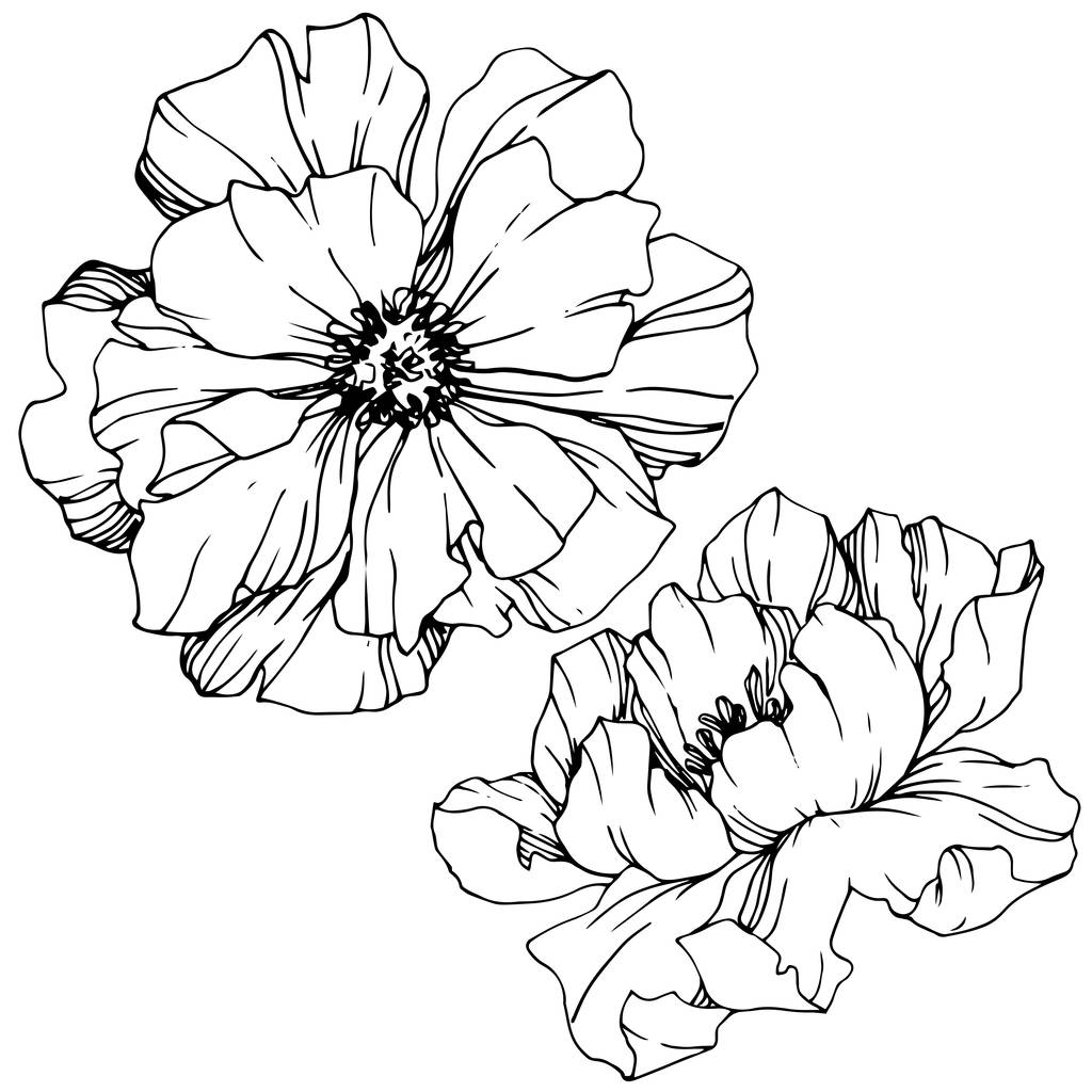 Květinové botanické květy. Černé a bílé ryté inkoustem. Izolovaný názorový prvek. - Vektor, obrázek