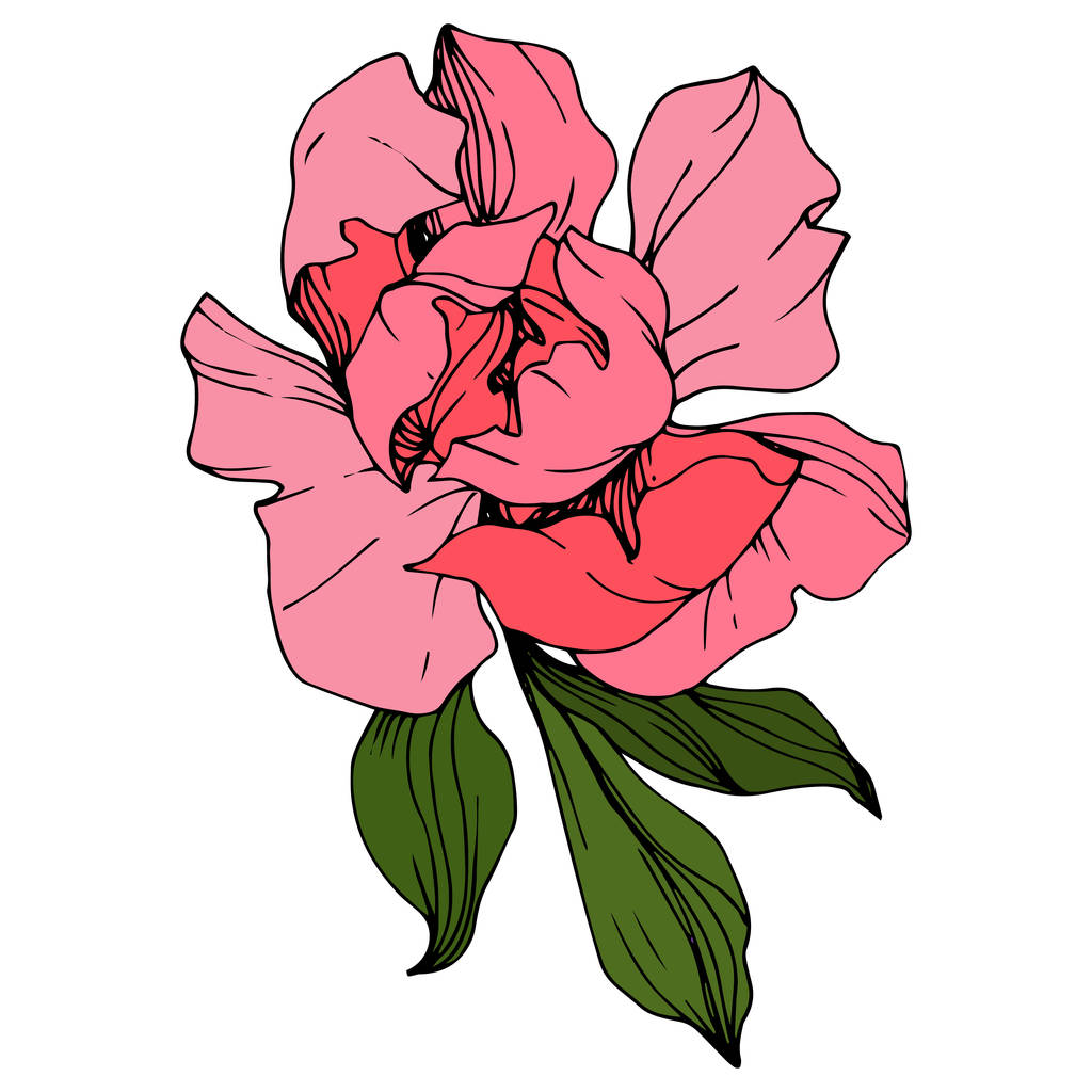 Wektor różowy piwonii. Kwiatowy kwiat botaniczny. Grawerowana sztuka atramentu. Izolowane piwonii element ilustracji. - Wektor, obraz