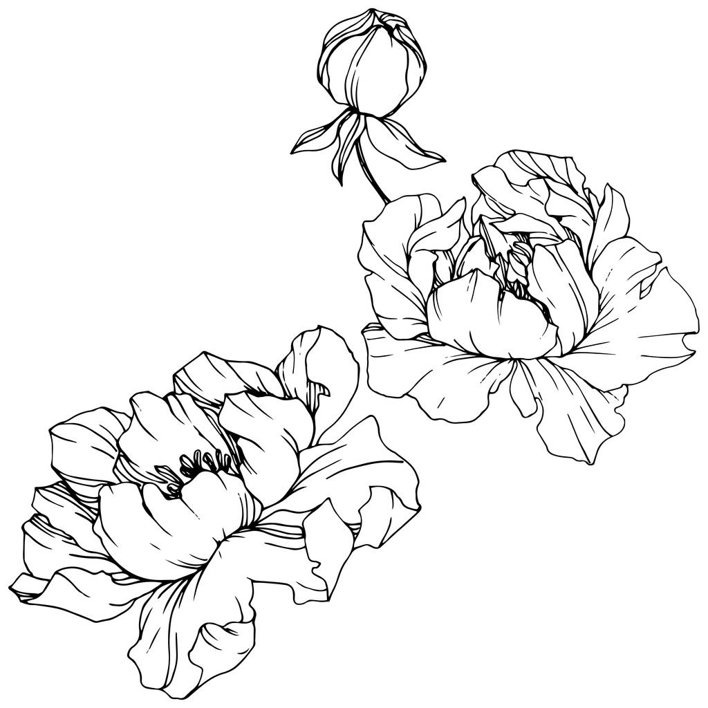 Векторный цветочный ботанический цветок Пиона. Черно-белый рисунок чернил. Изолированный пионный иллюстрационный элемент
. - Вектор,изображение