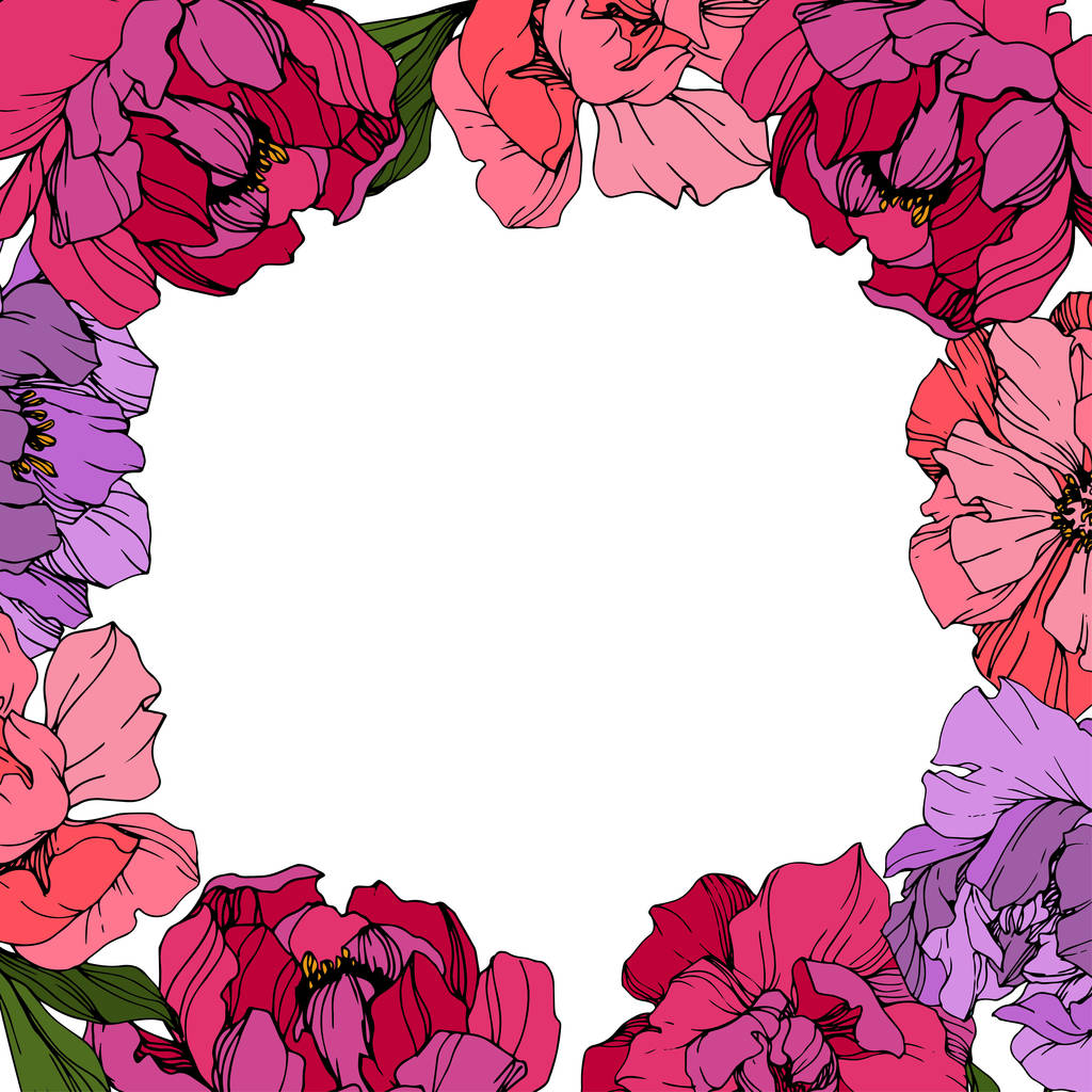 Vector peonía rosa y púrpura. Flor botánica floral. Arte de tinta grabada. Marco borde ornamento cuadrado
. - Vector, Imagen