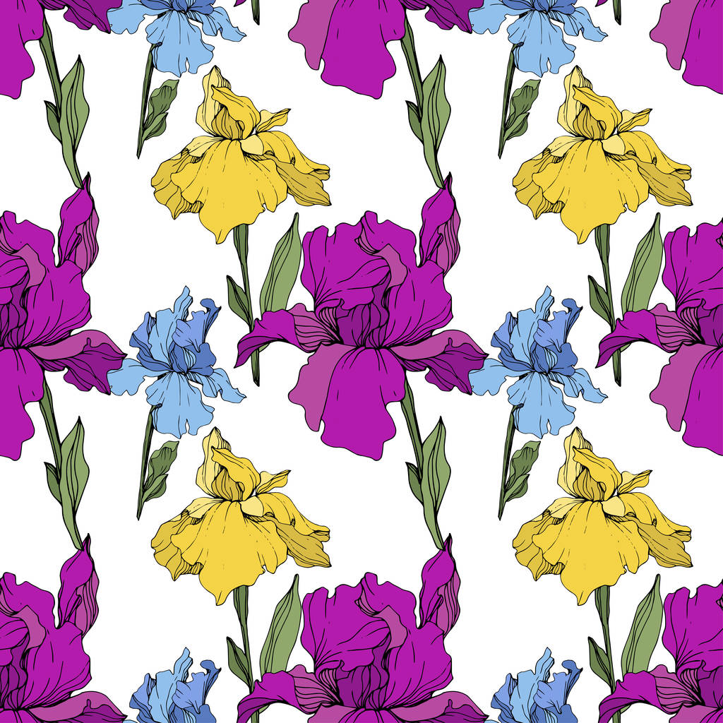 Vector Iris púrpura, amarillo y azul. Flor botánica floral. Flor silvestre de hoja de primavera aislada. Arte de tinta grabada. Patrón de fondo sin costuras. Textura de impresión de papel pintado de tela
. - Vector, Imagen