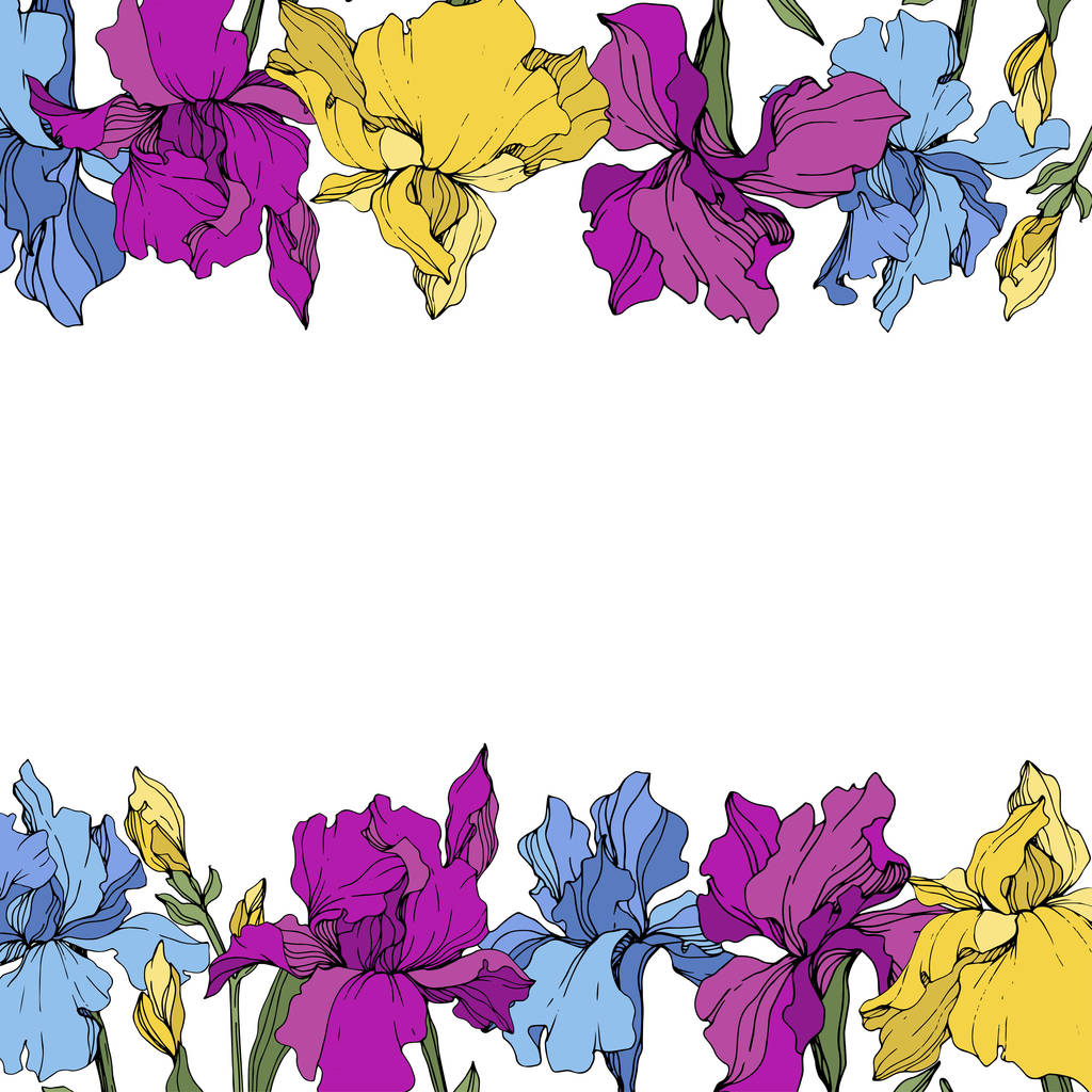 Το μωβ, η μπλε και η κίτρινη ίριδα. Floral βοτανικό λουλούδι. Άγριο άνθος φύλλων άγριας άνοιξης απομονωμένο. Κορνίζα περίγραμμα στολίδι τετράγωνο. - Διάνυσμα, εικόνα