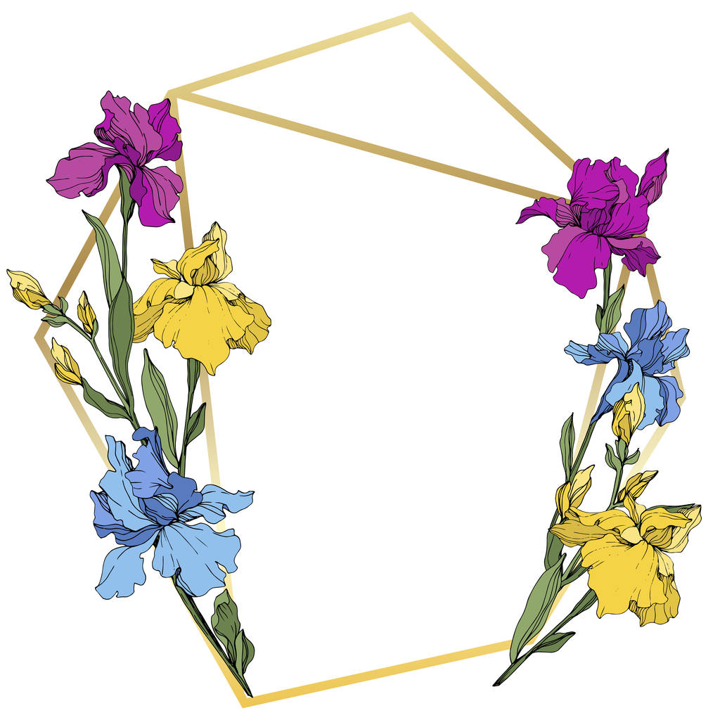 Vektor lila, kék és sárga írisz. Virágos botanikus virág. Vad tavaszi levél vadvirág elszigetelt. Keretszegély Dísz tér. - Vektor, kép