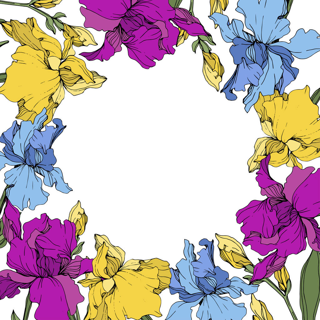 Vektor fialový, modrý a žlutý Iris. Květinové botanické květy. Divoké květinové listí. Orámovaná hranatá hranice. - Vektor, obrázek