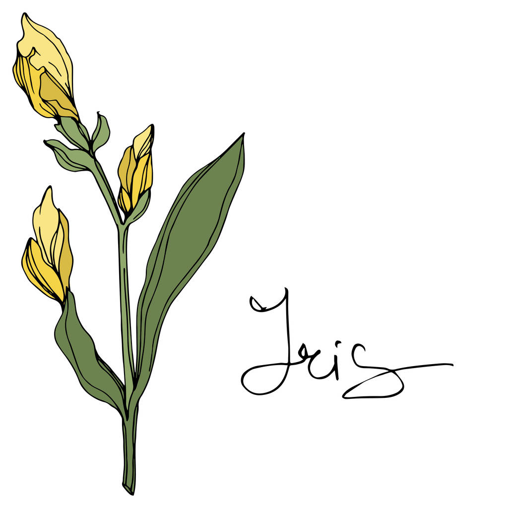 Iris amarillo vectorial. Flor botánica floral. Flor silvestre de hoja de primavera. Arte de tinta grabada. Elemento de ilustración de iris aislado
. - Vector, imagen