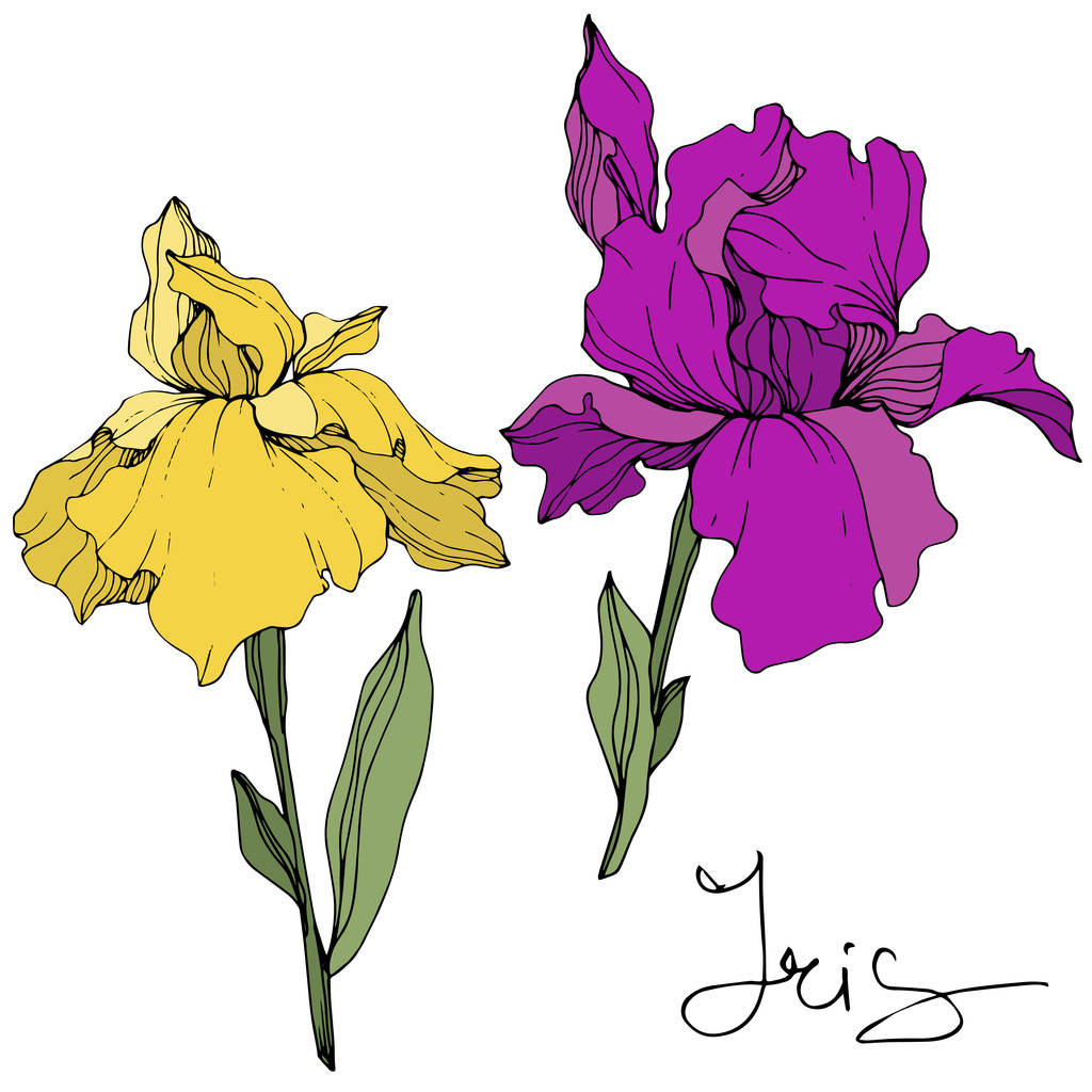 Vector Iris amarillo y púrpura. Flor botánica floral. Flor silvestre de hoja de primavera. Arte de tinta grabada. Elemento de ilustración de iris aislado
. - Vector, Imagen