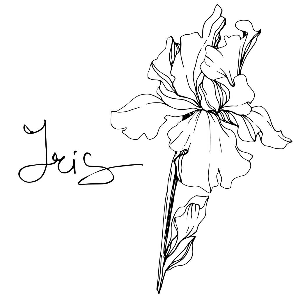 Vector Iris flor botánica floral. Flor silvestre de hoja de primavera aislada. Tinta grabada en blanco y negro. Elemento de ilustración de iris aislado
. - Vector, imagen